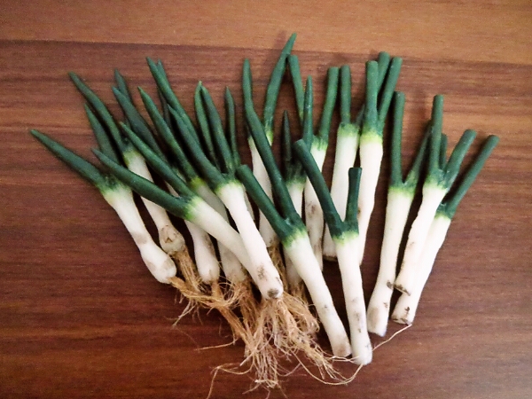 EggnWorks Museum エッグンワークス ミュージアム ねぎのアクセサリー