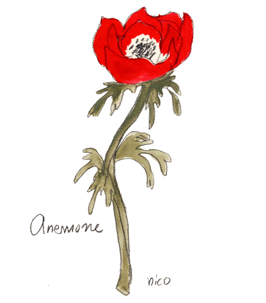 EggnWorks Museum エッグンワークス ミュージアム アネモネ