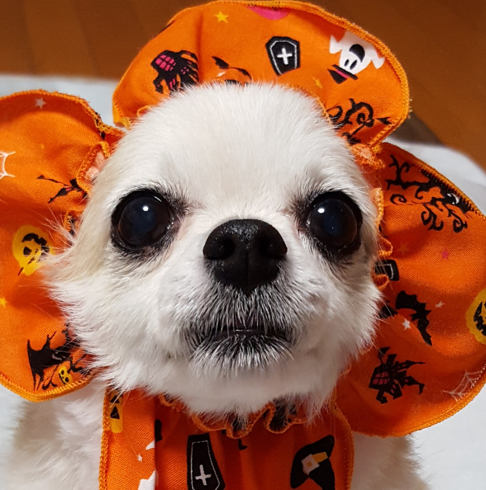 顕顕