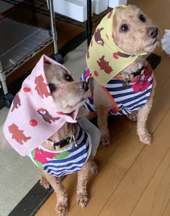 EGGNWORKS エッグンワークス ツクルヒトタチ博in京都文化博物館2025 犬服ハンドメイド enbuchiya