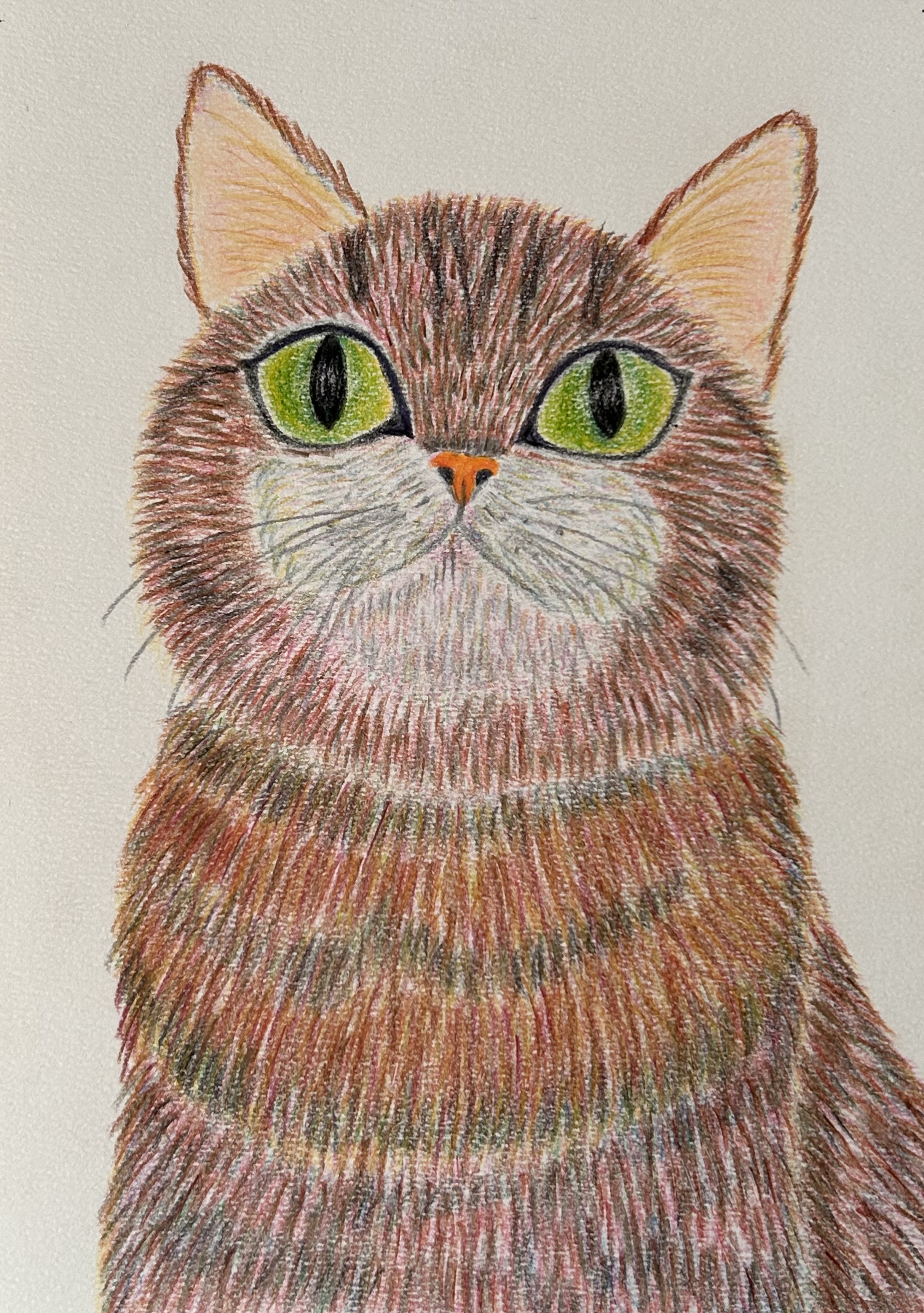 EggnWorks Museum 鮮やかな猫、茶々さん