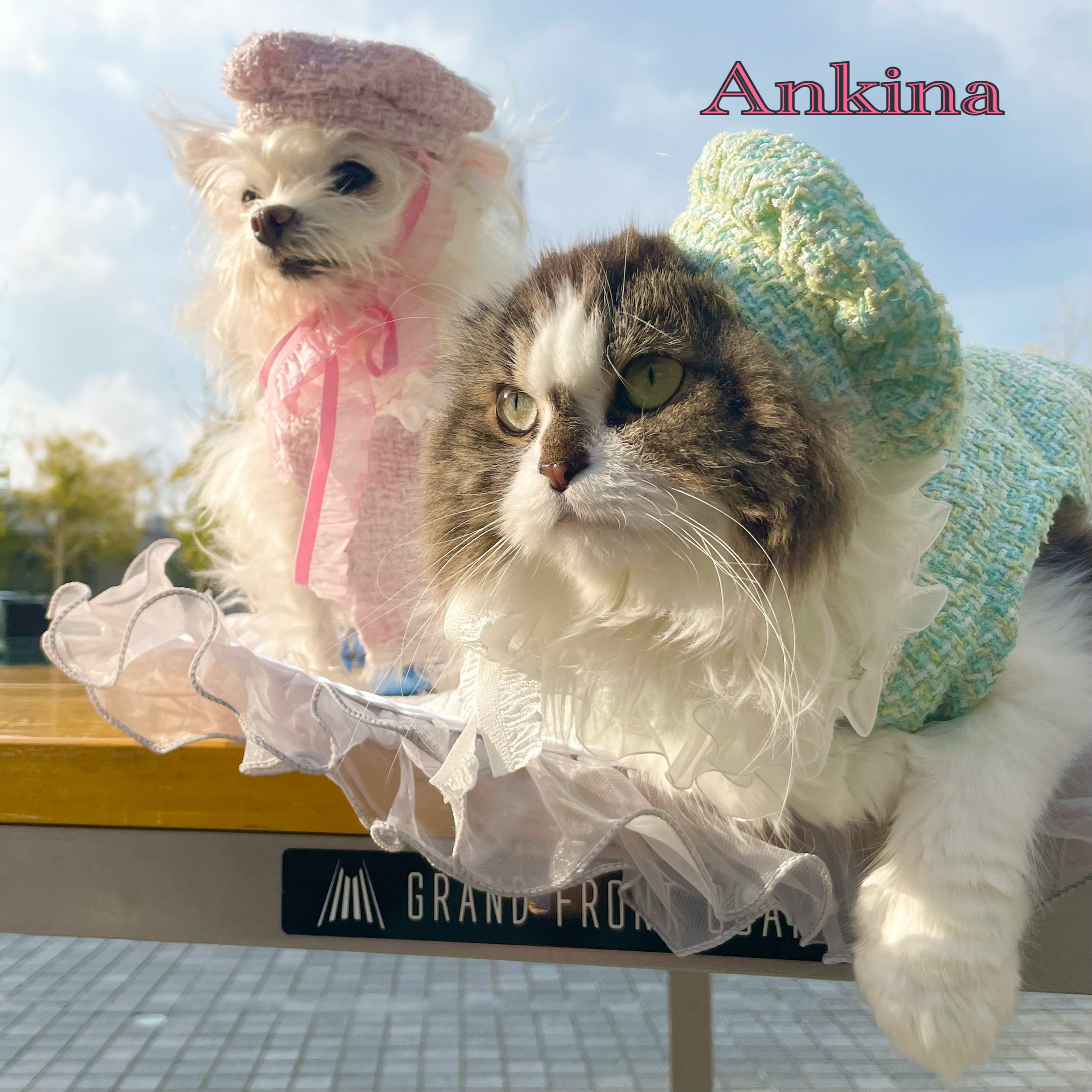 Ankina