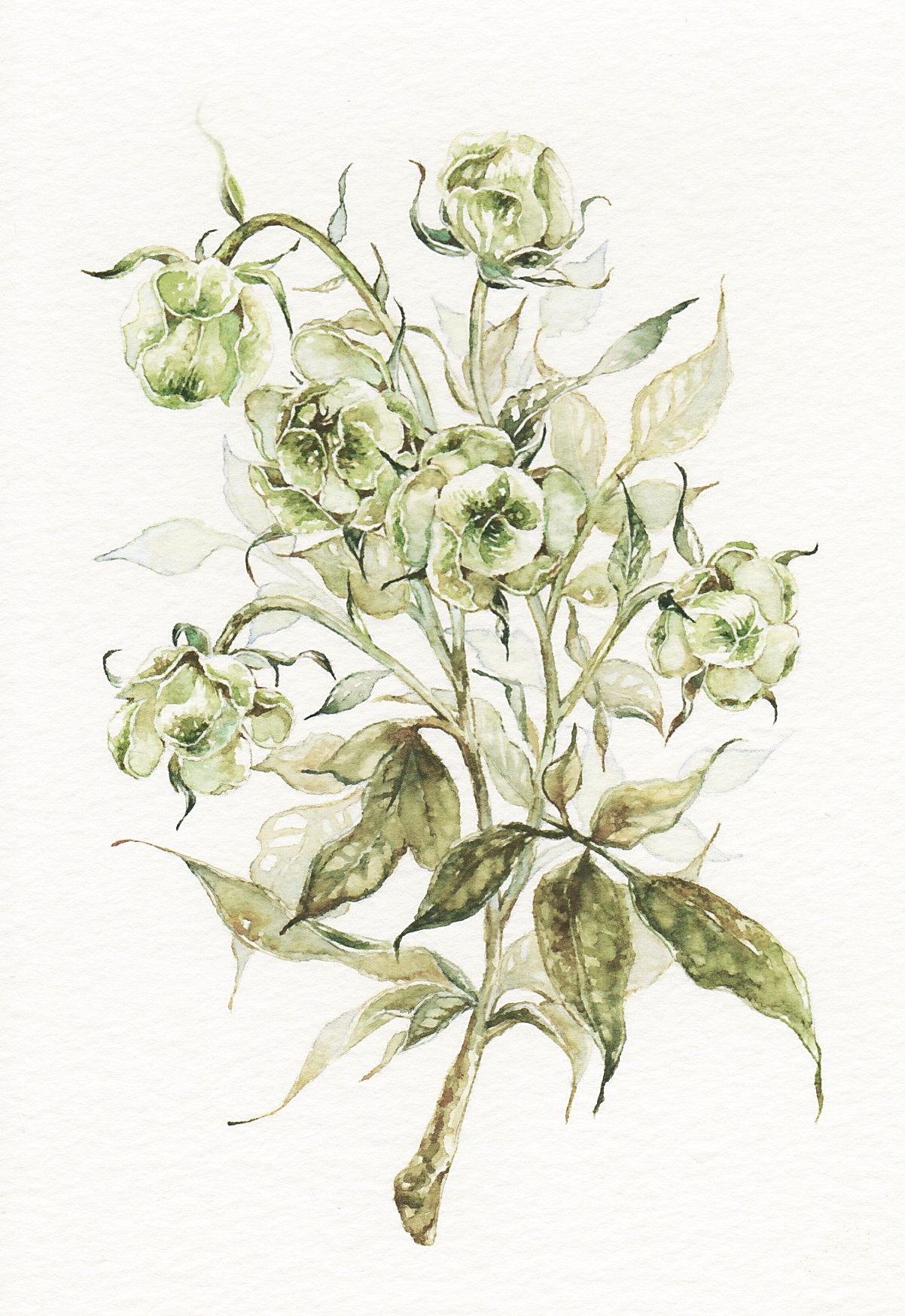 EggnWorks Museum spray rose