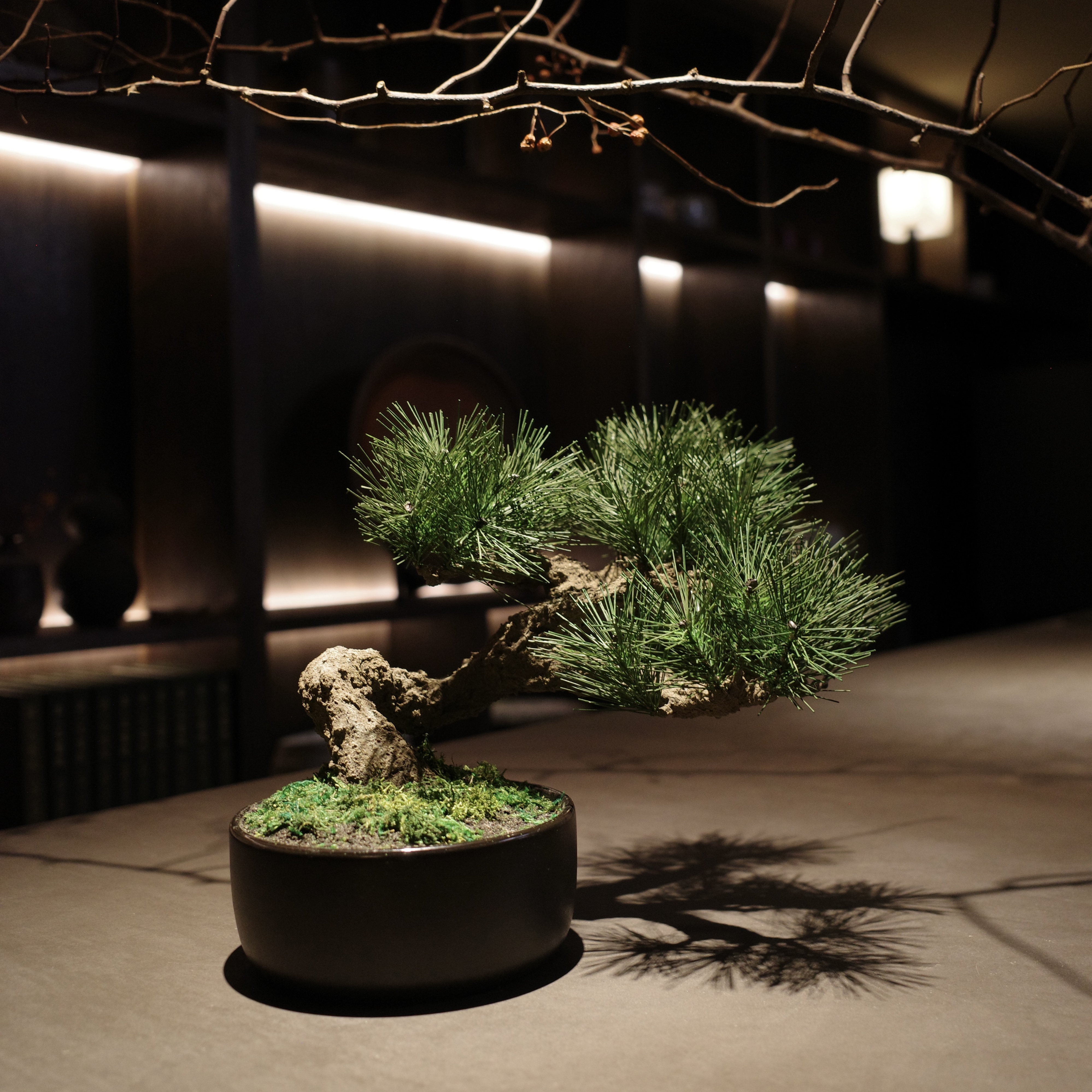 EggnWorks Museum エッグンワークス ミュージアム Modern Bonsaiしらべ