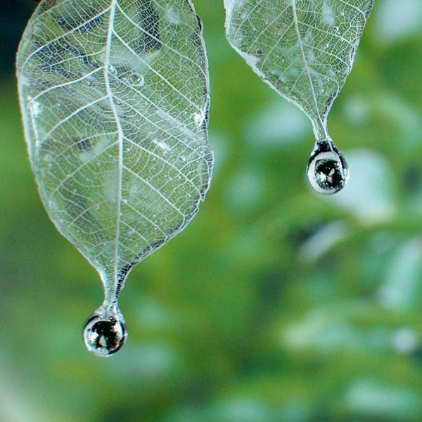 EGGNWORKS エッグンワークス ツクルヒトタチ博 雫煌めく朝露リーフピアス HaruE