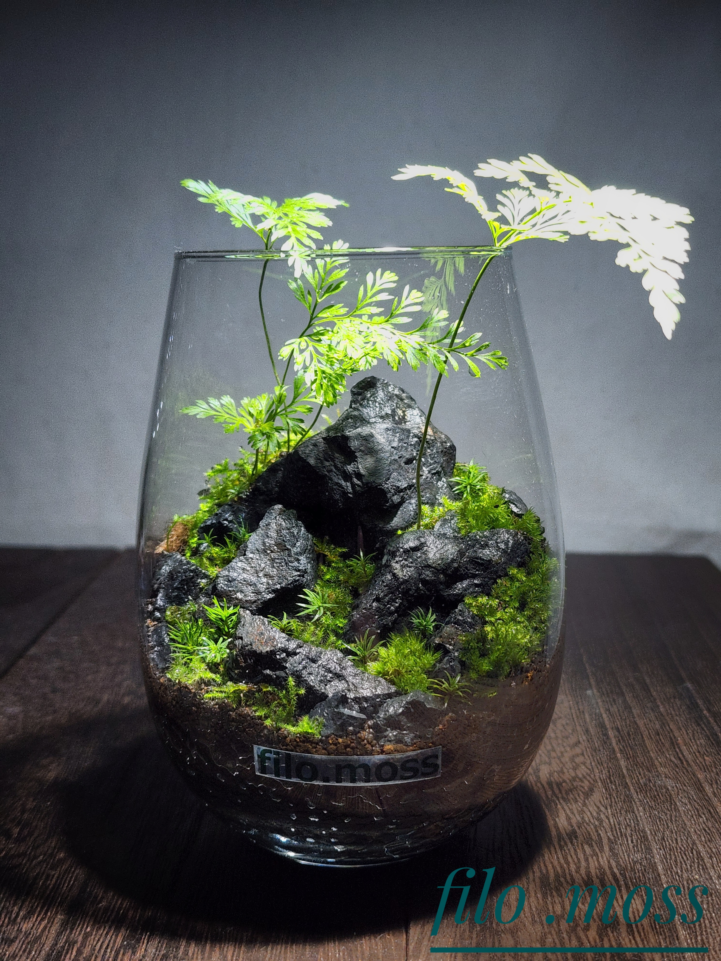 EGGNWORKS エッグンワークス ツクルヒトタチ 苔テラリウム　filo moss