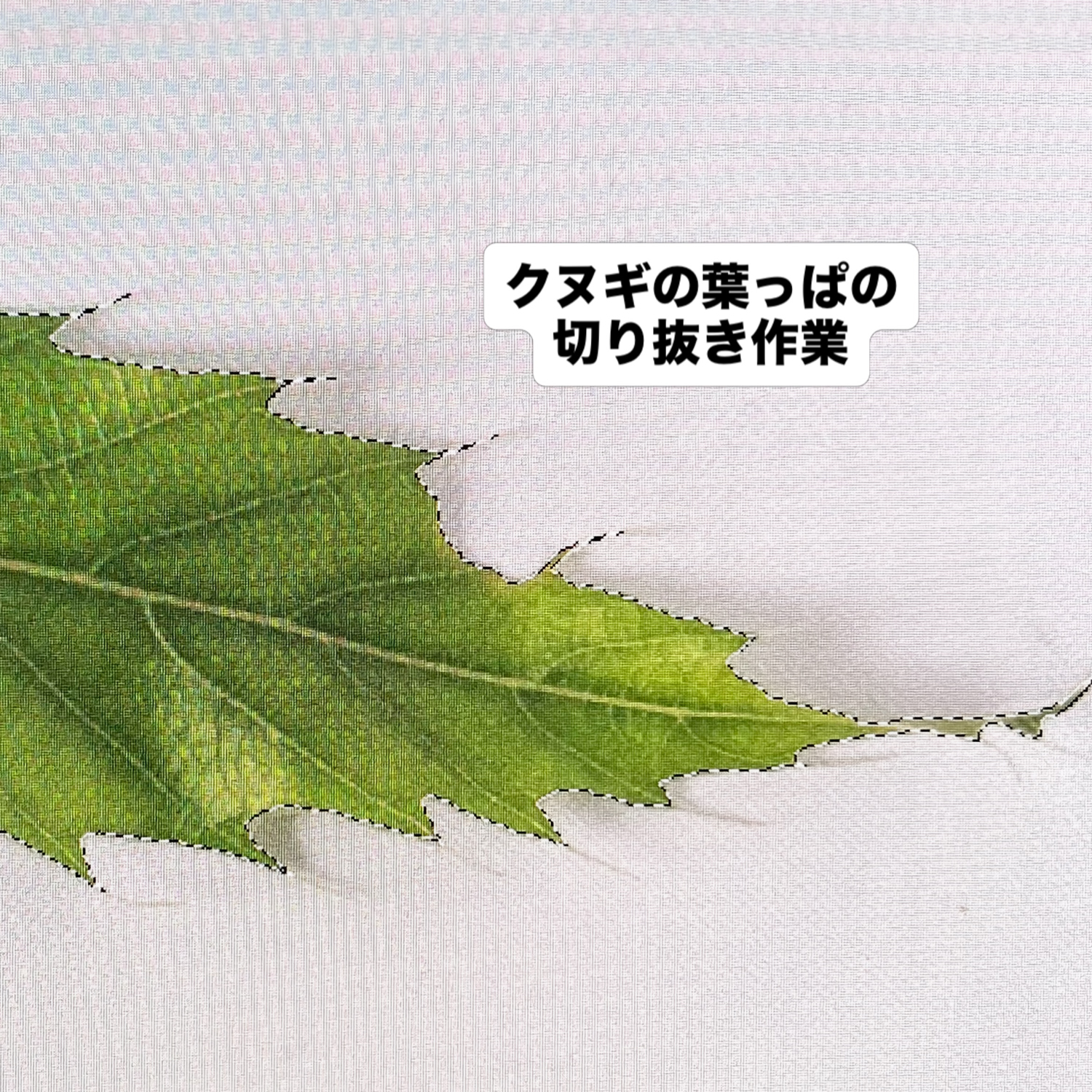 写真データをパソコンに取り込んで切り抜き作業